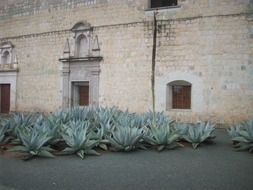 monastery building and plants