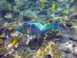 variety of colorful fish in clear water