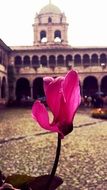 the flower on the background of the temple