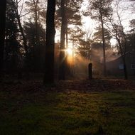 Sunrise with the silhouettes of the trees