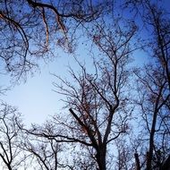winter trees in the park in Budapest
