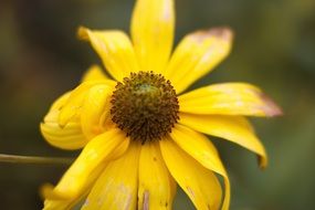 closeup picture of the inflorescence of the Yellow flower