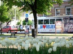 tram in the city of croatia