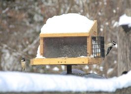 bird winter house