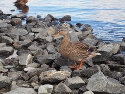 female duck on the rocks