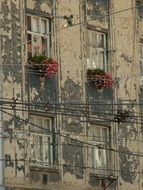 wall with windows flowers in brno