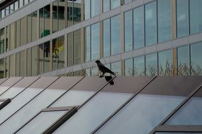 bird on roof at glass facade