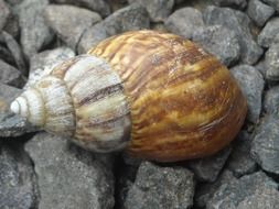 shell on a gray rock