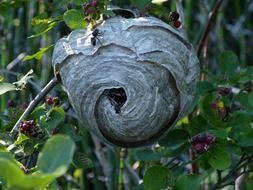 black hive in the tree branch