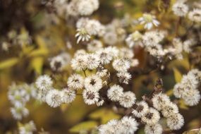 white wildflowers