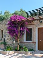 Purple flowers on home