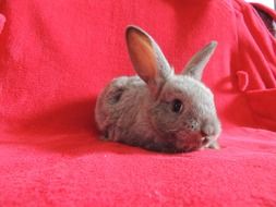 bunny home on a red blanket