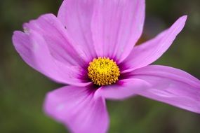 Purple flower with yellow center close-up