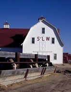 cattle feeding in front of barn