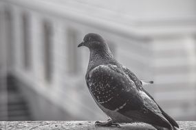 extraordinarily beautiful pigeon bird