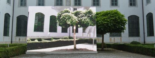 green trees near the building