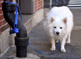 white dog tied for leash