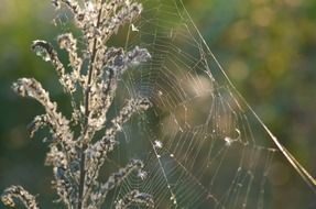 spider web on a dry plant