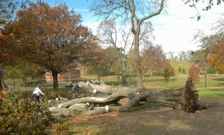 fallen tree after a hurricane, usa, brooklyn, nyc