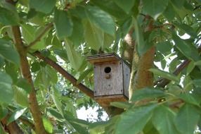 bird house among green tree branches