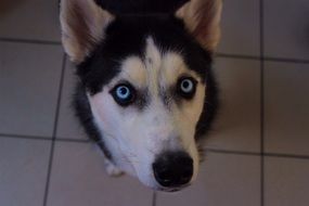 Beautiful Cute Siberian Husky