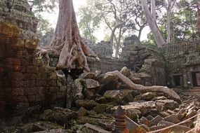 rocks and trees at Ta Prohm temple