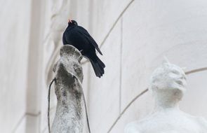 blackbird on statue