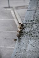 the birds are sitting on the roof