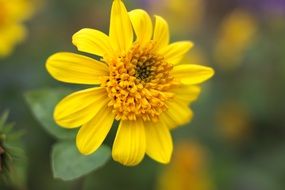 Yellow autumn bud closeup