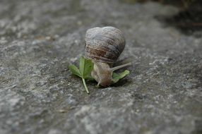 small snail animal