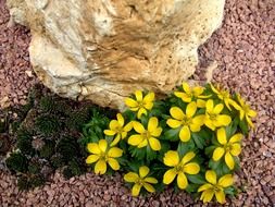 beautiful yellow small flowers