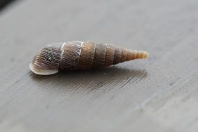 oblong narrow snail shell