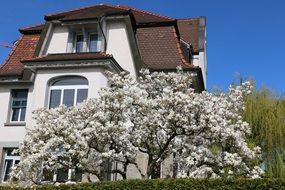 magnolia flowers in a front garden of a house