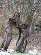 tree wedding