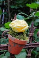 rose in flower pot on metal fence