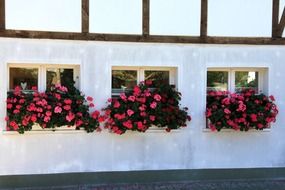 beautiful window flowers on the facade of the fachwerkhaus
