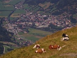 cows on a hill in Bad Ischl