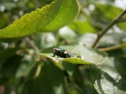 home fly on green leaf