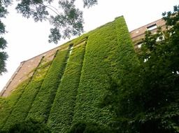 old building with ivy in republic of korea seoul