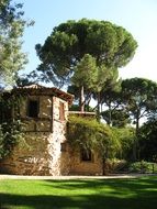 house and old tree