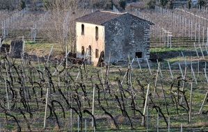 old vineyard