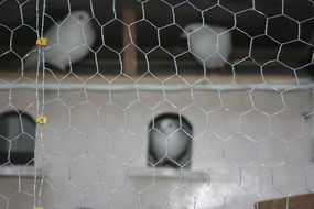 gray pigeons behind the net