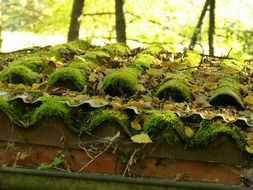 green moss and foliage on a tiled roof