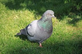 pigeon on the lawn