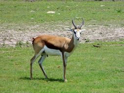 roe deer on a field in Kansas City