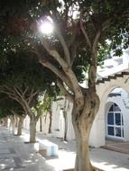 tree alley in sunny summer day