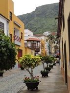 tenerife city street with tree view