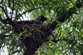 greynecked indian crow in nest on tree, india, noida