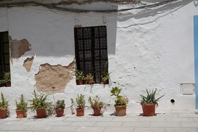 potted flowers near the white wall