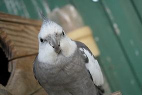 parrot protects its house